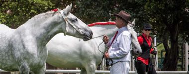 Mares over 5 Years 